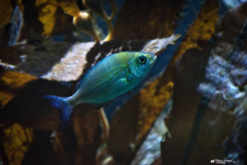 Gestreifter Brandungsbarsch | Wilhelma Stuttgart | 19.06.2025