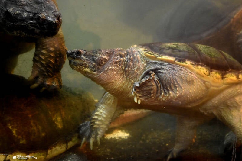 Gewöhnliche Schnappschildkröte | Reptilium Landau | 09.12.2023