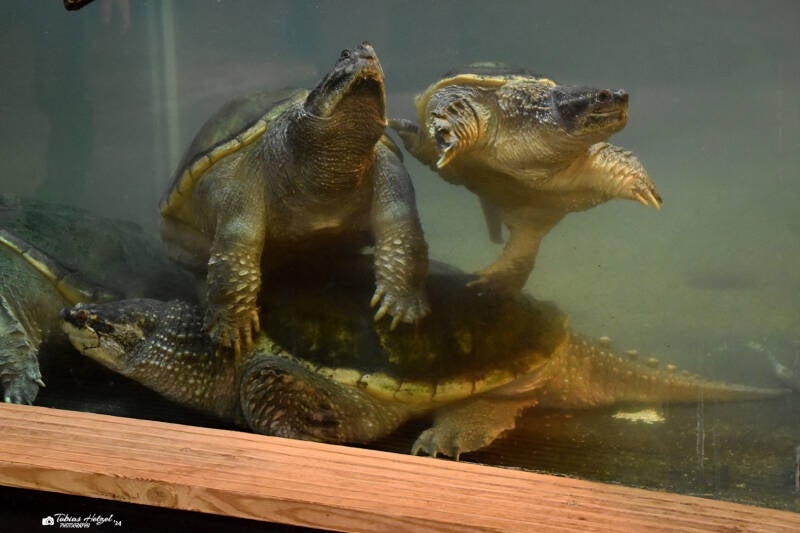 Gewöhnliche Schnappschildkröte | Reptilium Landau | 09.12.2023