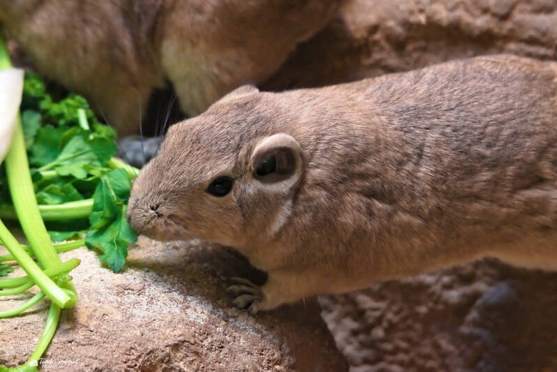 Gewöhnlicher Gundi | Zoo Frankfurt | 05.03.2025