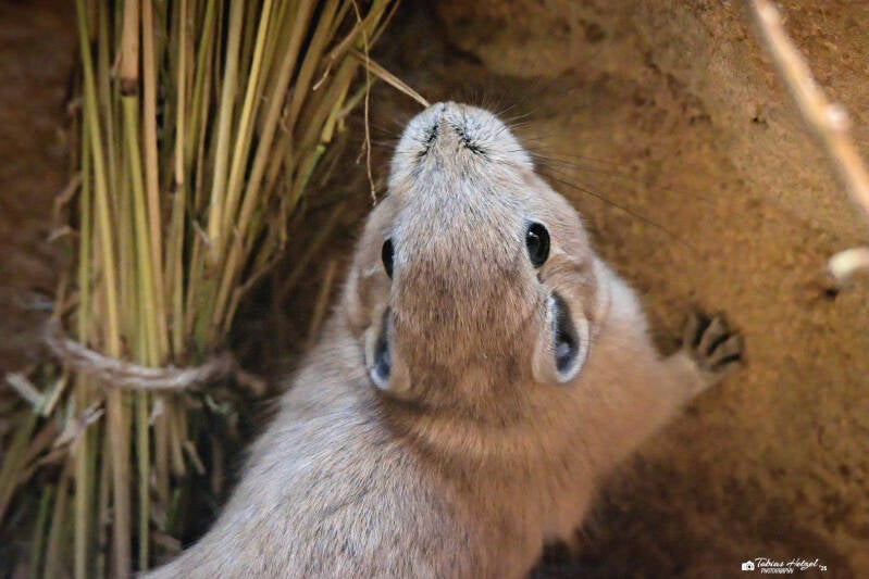 Gewöhnlicher Gundi | Zoo Frankfurt | 05.03.2025