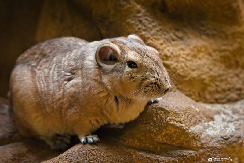 Gewöhnlicher Gundi | Zoo Frankfurt | 06.09.2025