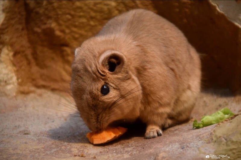 Gewöhnlicher Gundi | Zoo Frankfurt | 10.03.2022