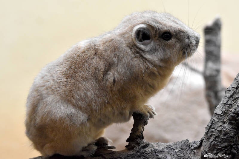 Gewöhnlicher Gundi | Zoo Frankfurt | 10.03.2022