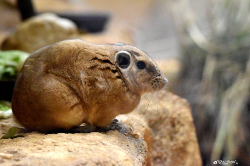 Gewöhnlicher Gundi | Zoo Plzen | 17.09.2022