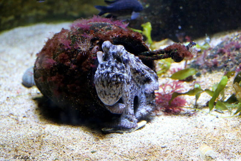 Gewöhnlicher Krake | Wilhelma Stuttgart | 14.08.2018