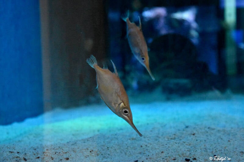 Gewöhnlicher Schnepfenmesserfisch | Staatliches Museum für Naturkunde, Karlsruhe | 04.12.2022