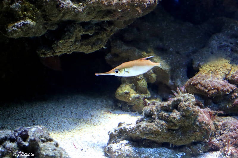 Gewöhnlicher Schnepfenmesserfisch | Wilhelma Stuttgart | 14.08.2018
