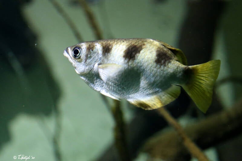 Gewöhnlicher Schützenfisch | Zoo Frankfurt | 09.10.2018
