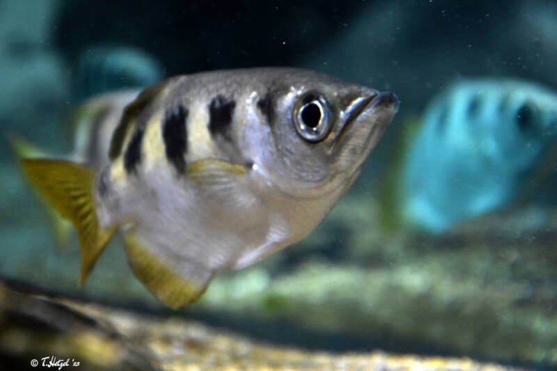 Gewöhnlicher Schützenfisch | Ouwehands Dierenpark, Rhenen | 06.07.2021