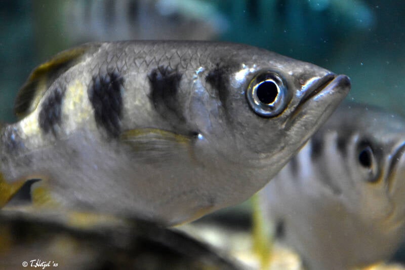Gewöhnlicher Schützenfisch | Ouwehands Dierenpark, Rhenen | 06.07.2021