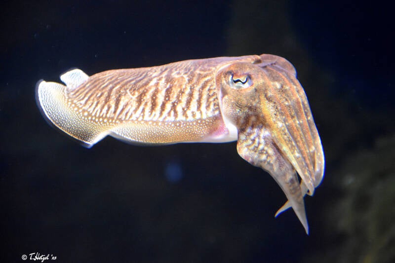 Gewöhnlicher Tintenfisch