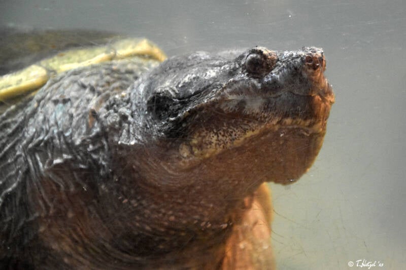 Gewöhnliche Schnappschildkröte