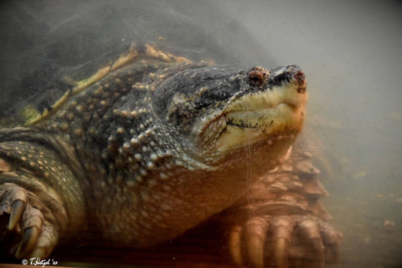 Gewöhnliche Schnappschildkröte