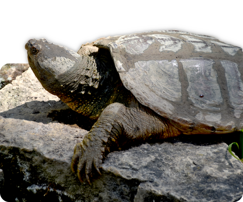 Gewöhnliche Schnappschildkröte