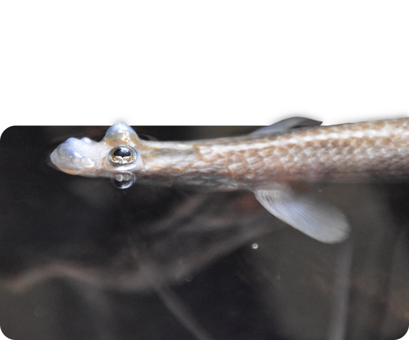 Gewöhnliches Vierauge