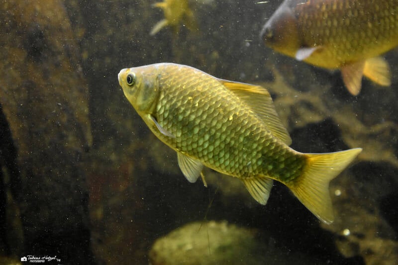 Giebel | Wilhelma Stuttgart | 11.08.2023