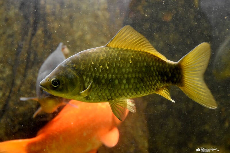 Giebel | Wilhelma Stuttgart | 11.08.2023