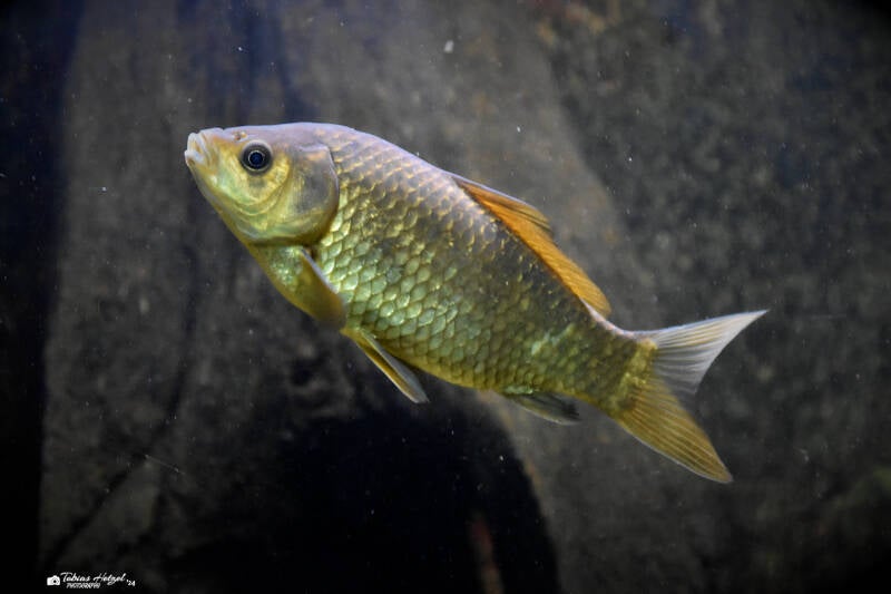 Giebel | Wilhelma Stuttgart | 16.06.2023