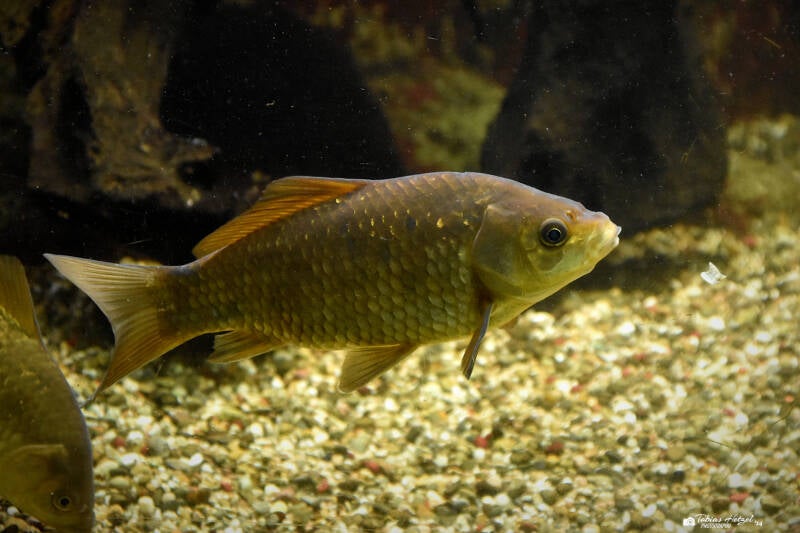 Giebel | Wilhelma Stuttgart | 16.06.2023