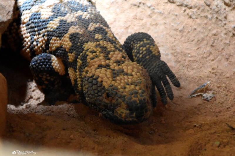 Gila-Krustenechse | Reptilium Landau | 28.12.2022