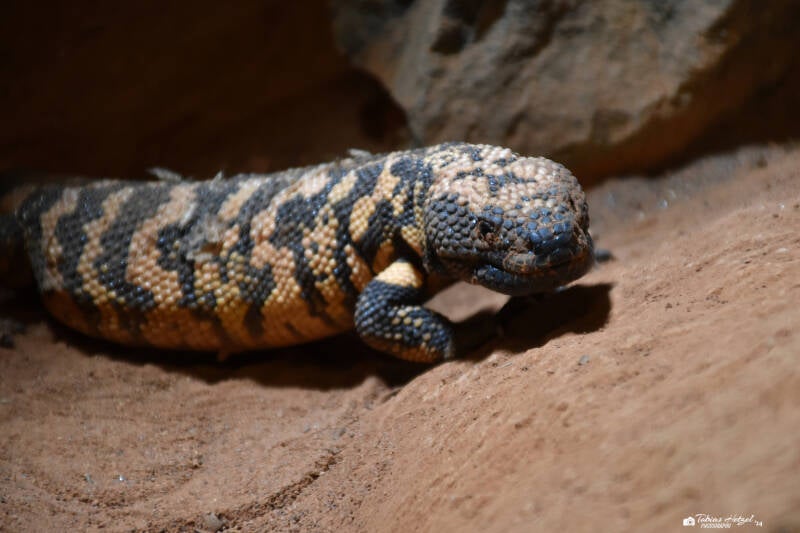 Gila-Krustenechse | Reptilium Landau | 28.12.2022