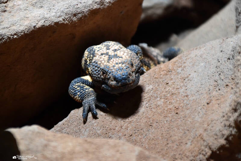 Gila-Krustenechse | Reptilium Landau | 28.12.2022