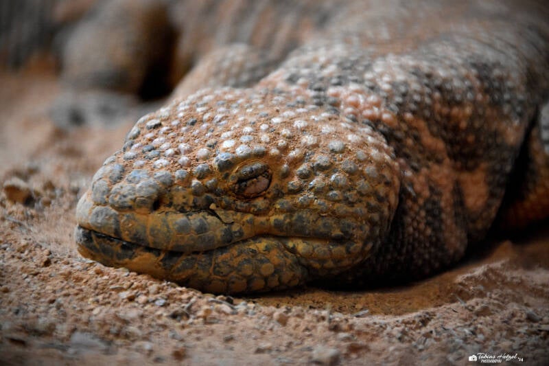 Gila-Krustenechse | Reptilium Landau | 09.12.2023