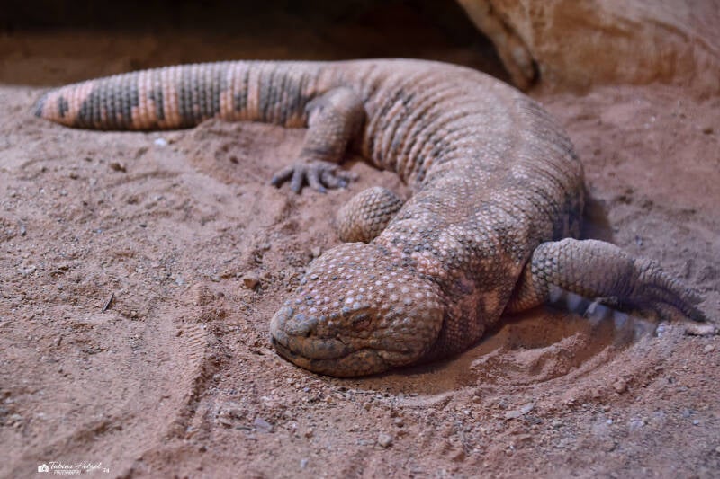 Gila-Krustenechse | Reptilium Landau | 09.12.2023