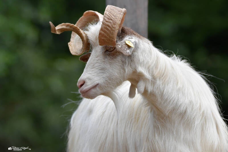 Girgentana-Ziege | Vogelpark Schotten | 16.07.2022
