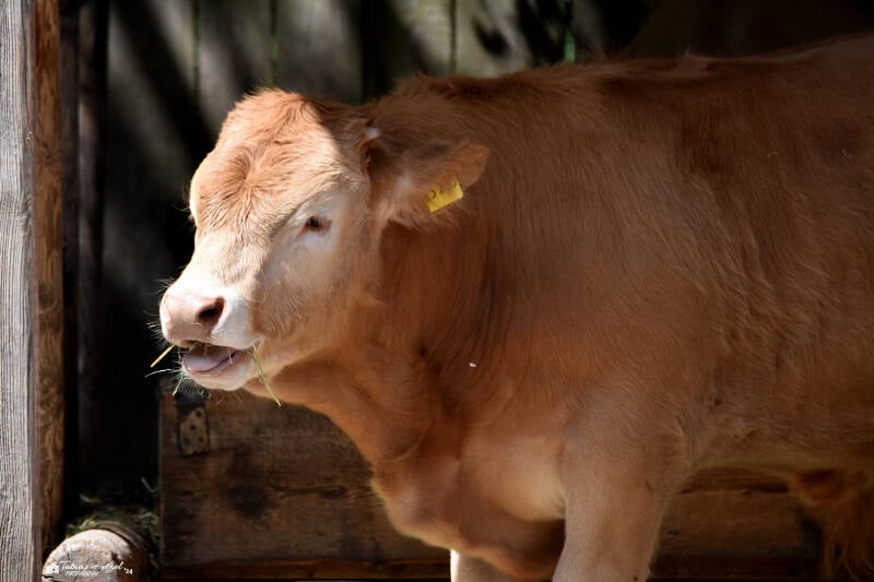 Glanrind | Tiergarten Worms | 18.05.2023