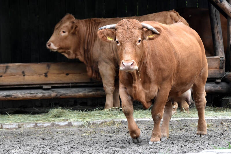 Glanrind | Tiergarten Worms | 17.10.2021