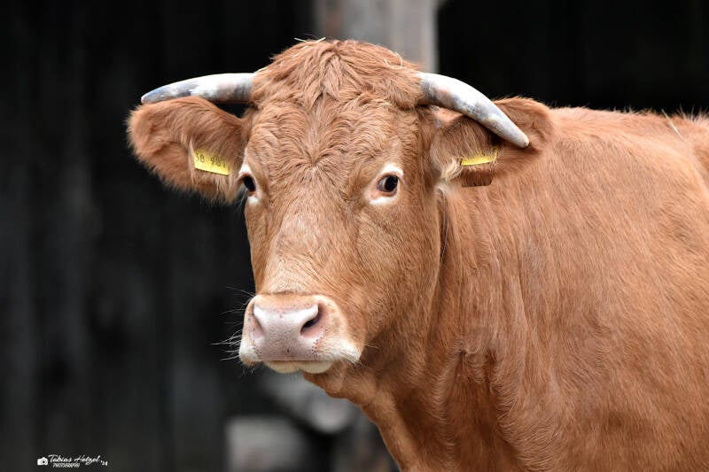 Glanrind | Tiergarten Worms | 17.10.2021