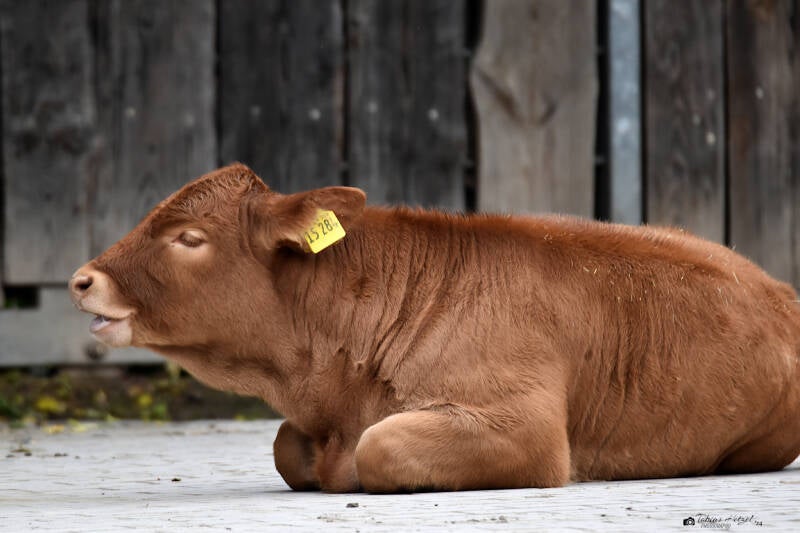 Glanrind | Tiergarten Worms | 17.10.2021