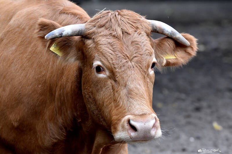 Glanrind | Tiergarten Worms | 17.10.2021
