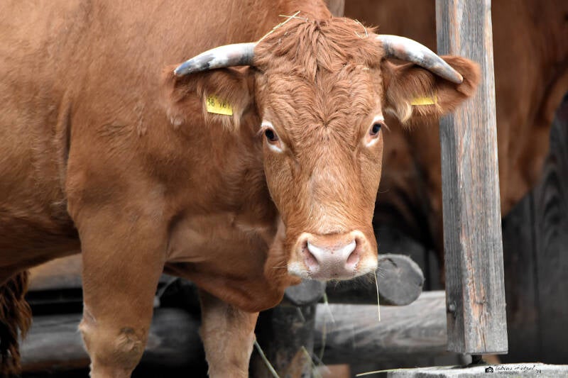 Glanrind | Tiergarten Worms | 17.10.2021