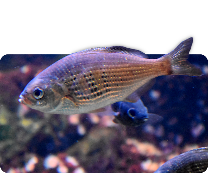 Glanz-Brandungsbarsch