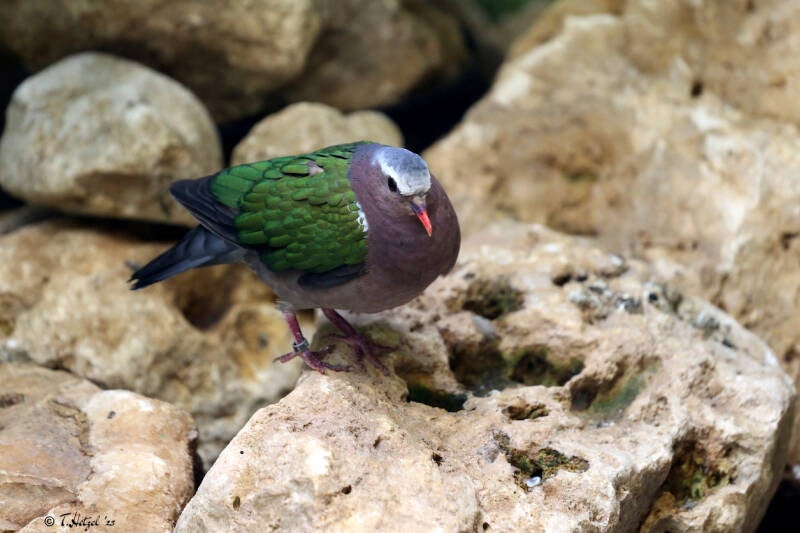 Graukappen-Glanztaube (kein Unterartenstatus) | Zoo Augsburg | 15.08.2018