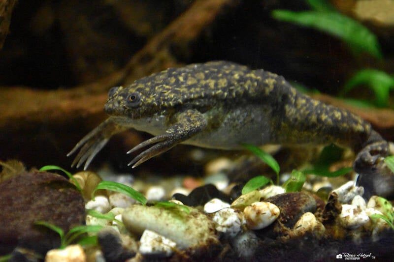 Glatter Krallenfrosch | Vivarium Darmstadt | 28.11.2021