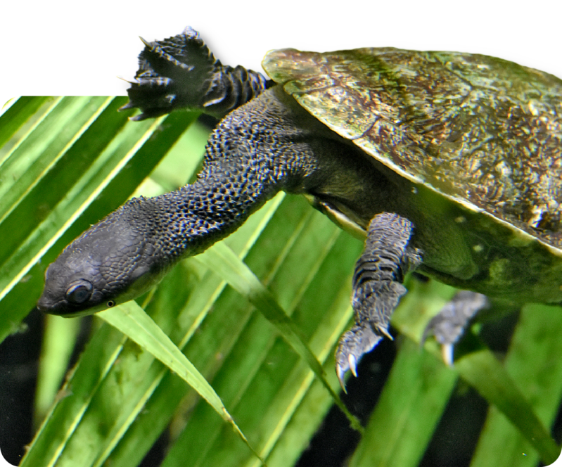 Glattrücken-Schlangenhalsschildkröte