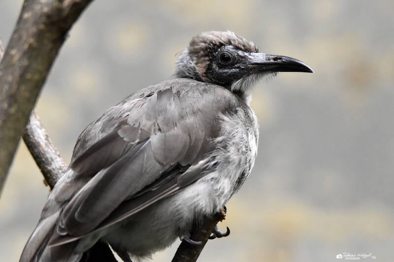 Glattstirn-Lederkopf | Zoo Wuppertal | 24.10.2021