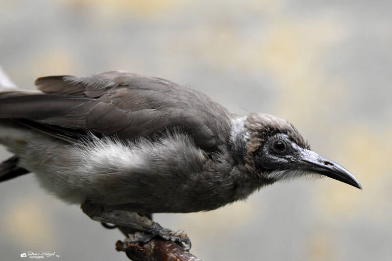 Glattstirn-Lederkopf | Zoo Wuppertal | 24.10.2021