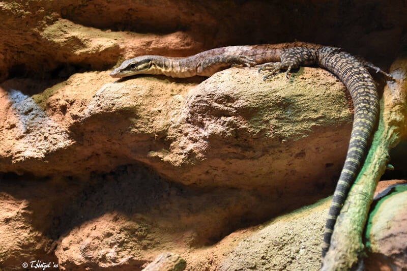 Glauerts Felsenwaran