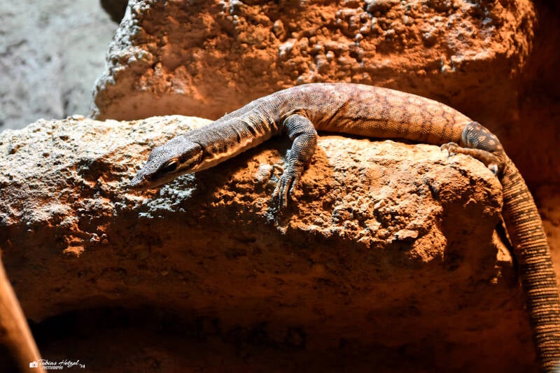 Glauerts Felsenwaran | Reptilium Landau | 28.12.2022