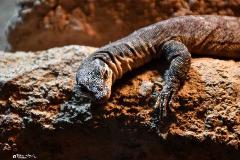 Glauerts Felsenwaran | Reptilium Landau | 28.12.2022