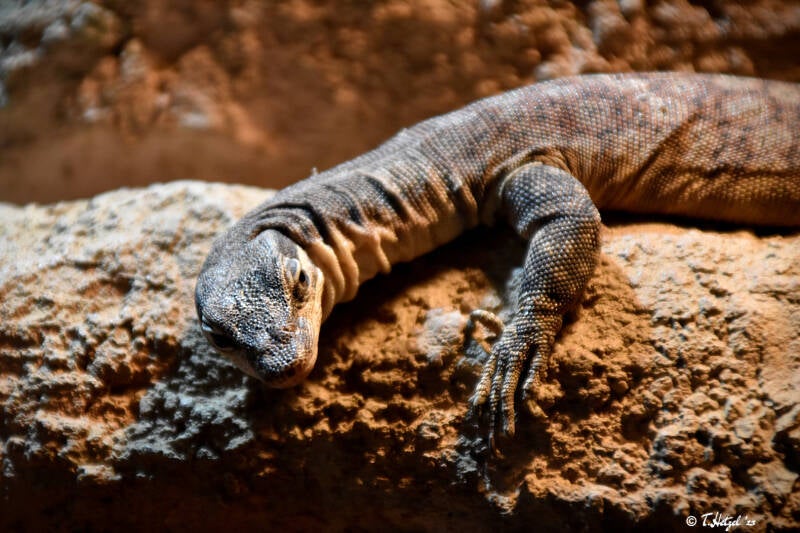 Glauerts Felsenwaran