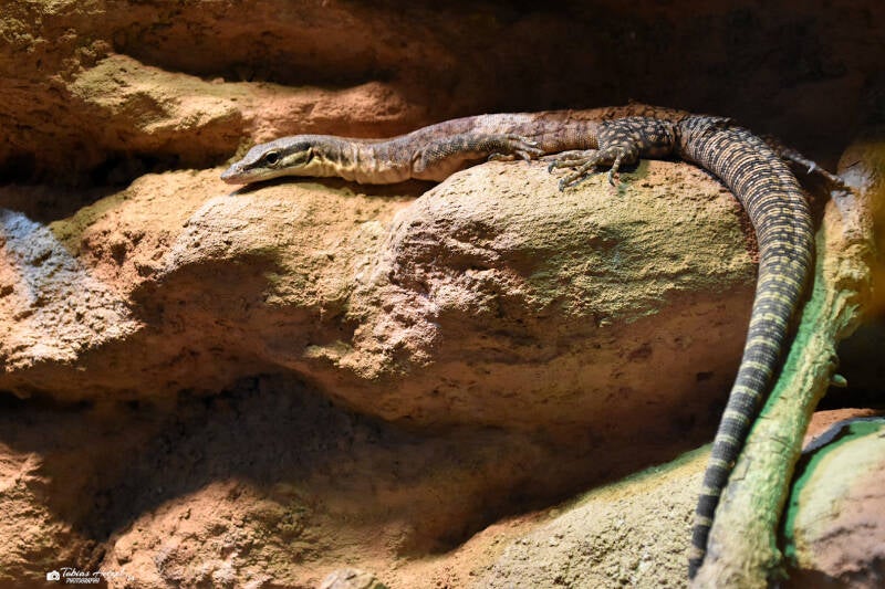 Glauerts Felsenwaran | Reptilium Landau | 09.12.2023