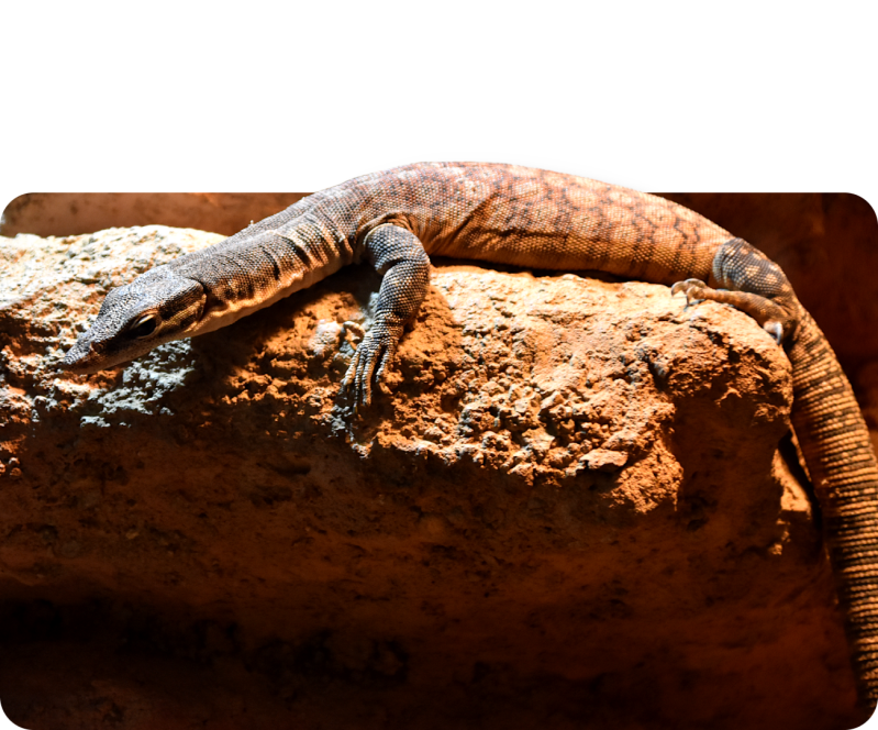 Glauerts Felsenwaran