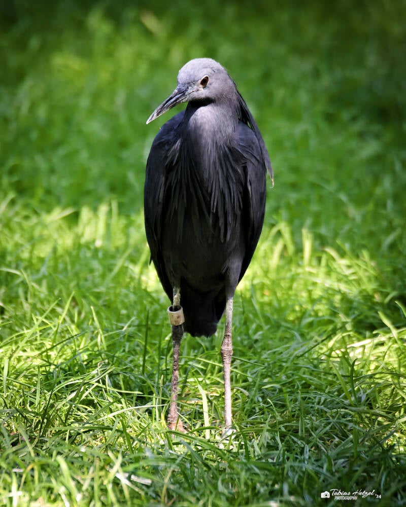 Glockenreiher | Safaripark Dvur Kralvoe | 17.08.2024
