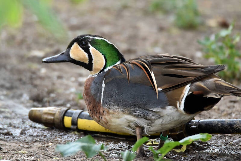 Gluckente | Wilhelma Stuttgart | 16.06.2023